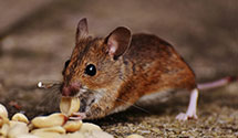 24 Hour & Emergency Exterminators in Westminster, CO